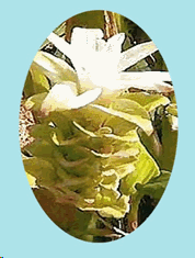 img3.gif